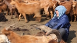 Lessons from the Dzud: Mongolian Herders’...